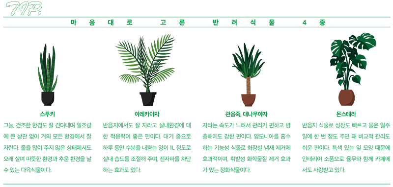 Companion plant